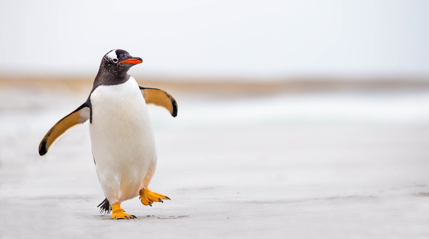 Golden Penguin Hockey Academy